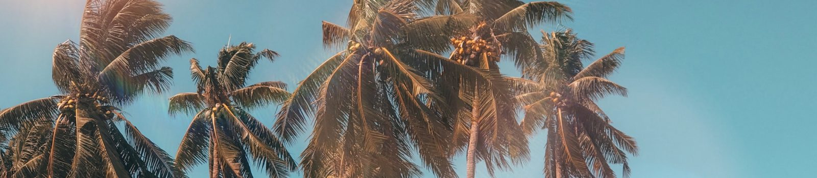 coconut-dawn-daylight-exotic-1152359